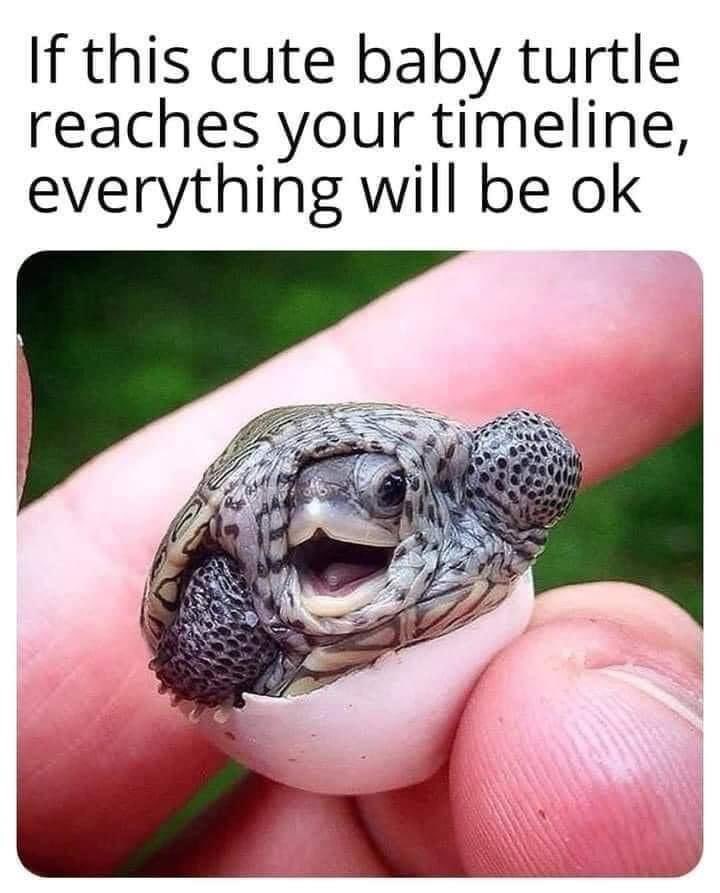 WholesomeMeme's tweet photo. https://t.co/0gFOv9EmOD