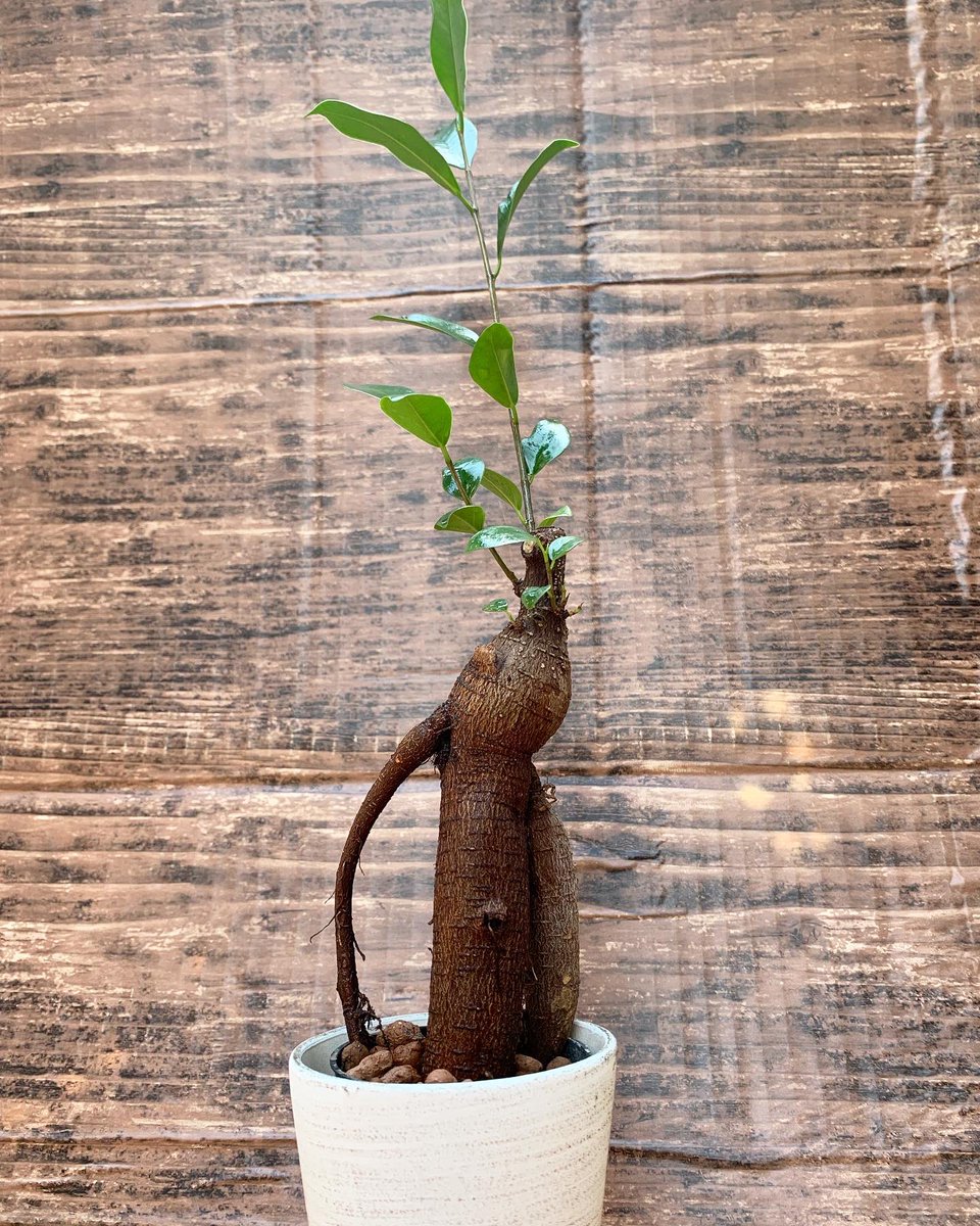 Top Tweets For 面白い形 Twstalker