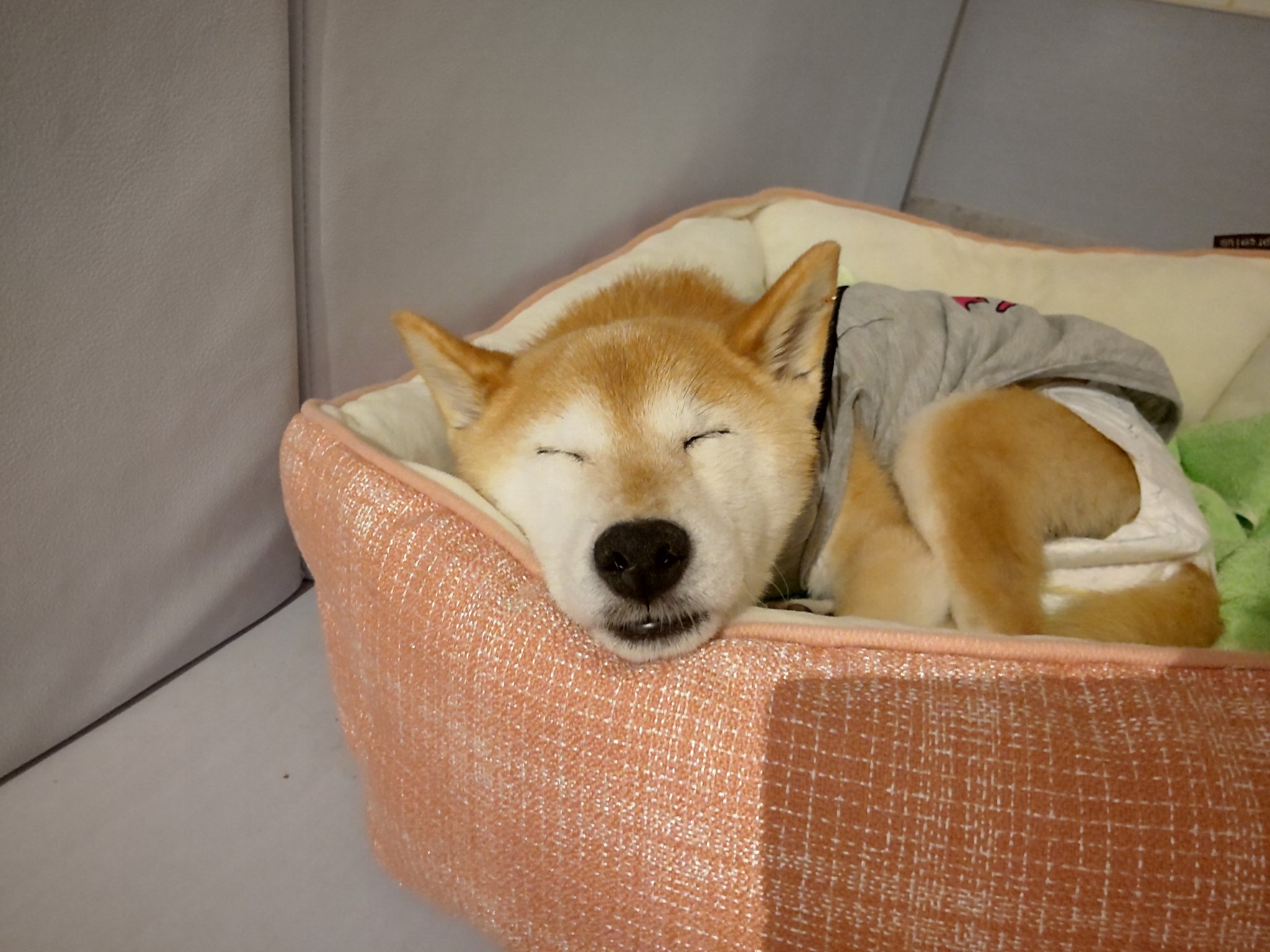 老犬介護ホームろうたす もう ただ寝てるっていうだけでかわいい みんなみんな 今日も頑張ってくれてありがとね それにしても ゆづちゃん そのお顔 ええわ 老犬介護 老犬ホーム T Co Di0udygu1o Twitter