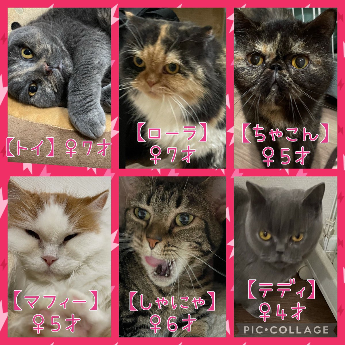 Hogooooo69's tweet photo. #保護犬カフェ寺田町店
明日の里親さん募集メンバーです❤️
本日も支援物資ありがとうございました！
コロナ予防のためマスク着用、手の消毒お願い致します！
混雑時は入場制限させていただきます。
席の譲り合いにご理解ご協力の程よろしくお願い致します🙇‍♀️
#保護犬 #保護猫 #里親募集 https://t.co/hhbEILbQ8x