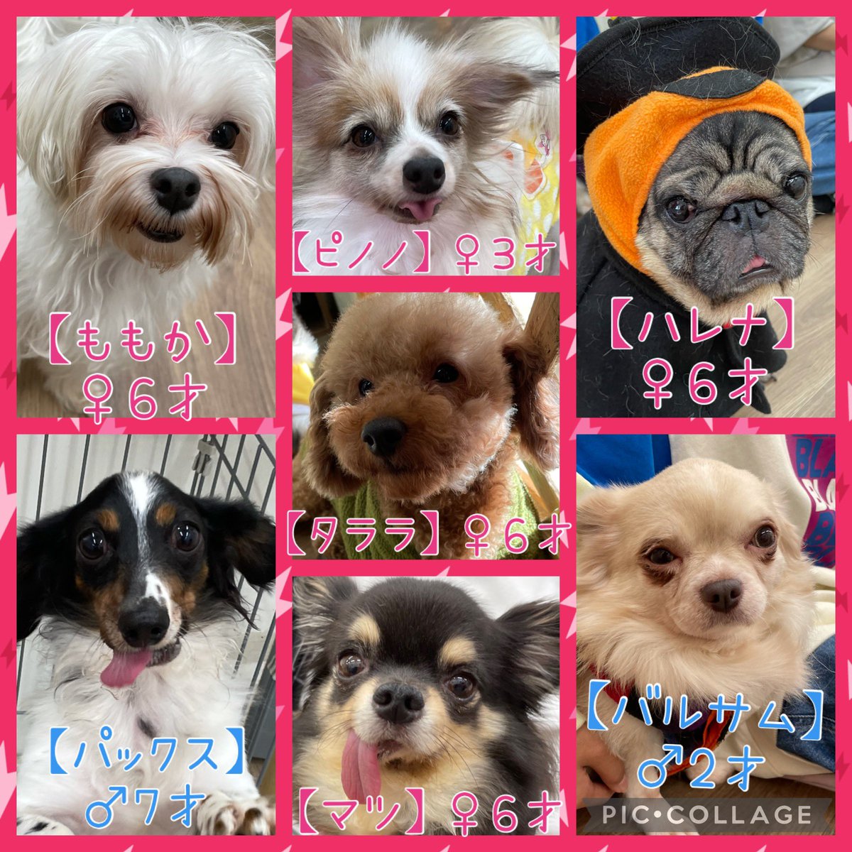 Hogooooo69's tweet photo. #保護犬カフェ寺田町店
明日の里親さん募集メンバーです❤️
本日も支援物資ありがとうございました！
コロナ予防のためマスク着用、手の消毒お願い致します！
混雑時は入場制限させていただきます。
席の譲り合いにご理解ご協力の程よろしくお願い致します🙇‍♀️
#保護犬 #保護猫 #里親募集 https://t.co/hhbEILbQ8x