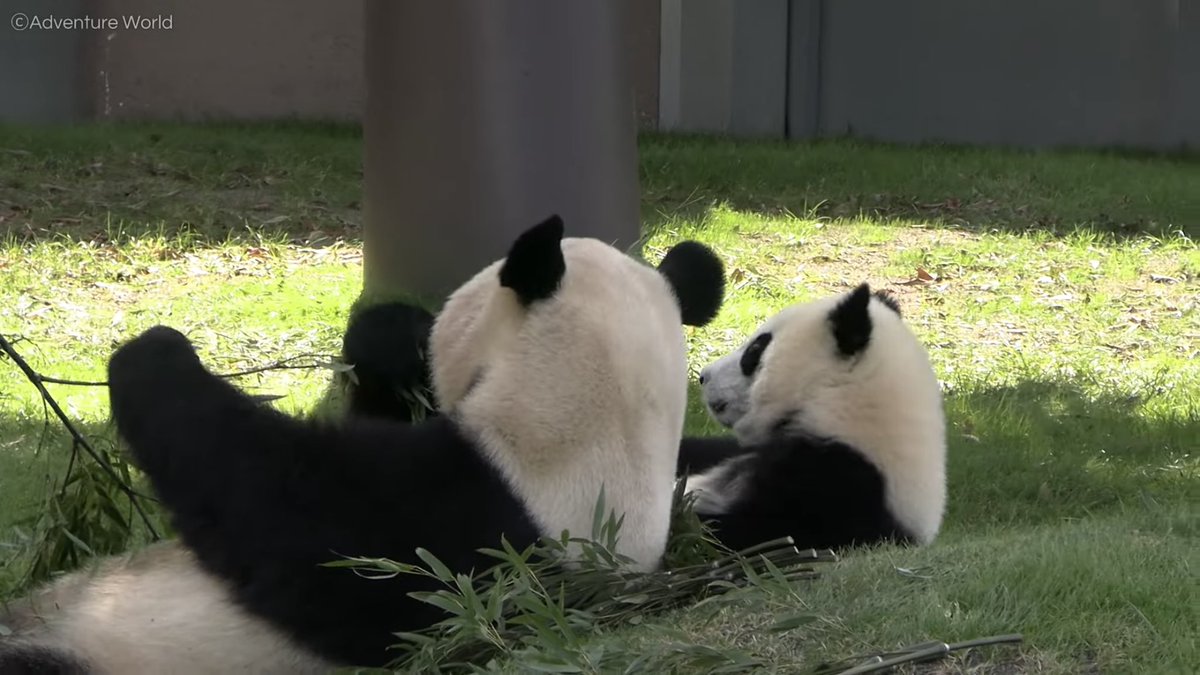 アドベンチャーワールド 公式 Youtubeで公開 慎重に 342日齢 アドベンチャーワールド