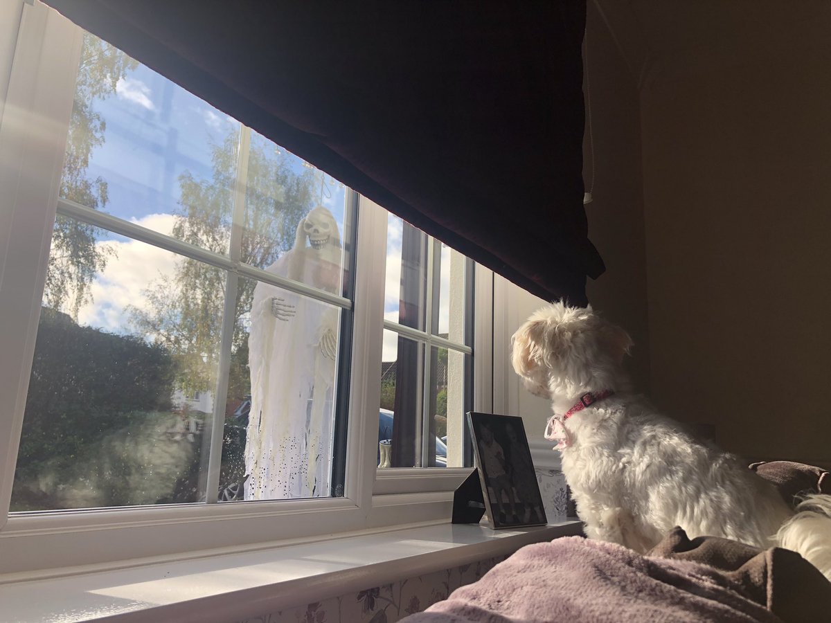 Tilly doesn’t like our Halloween visitor to the front door!
 🎃 👻 🎃👻🎃