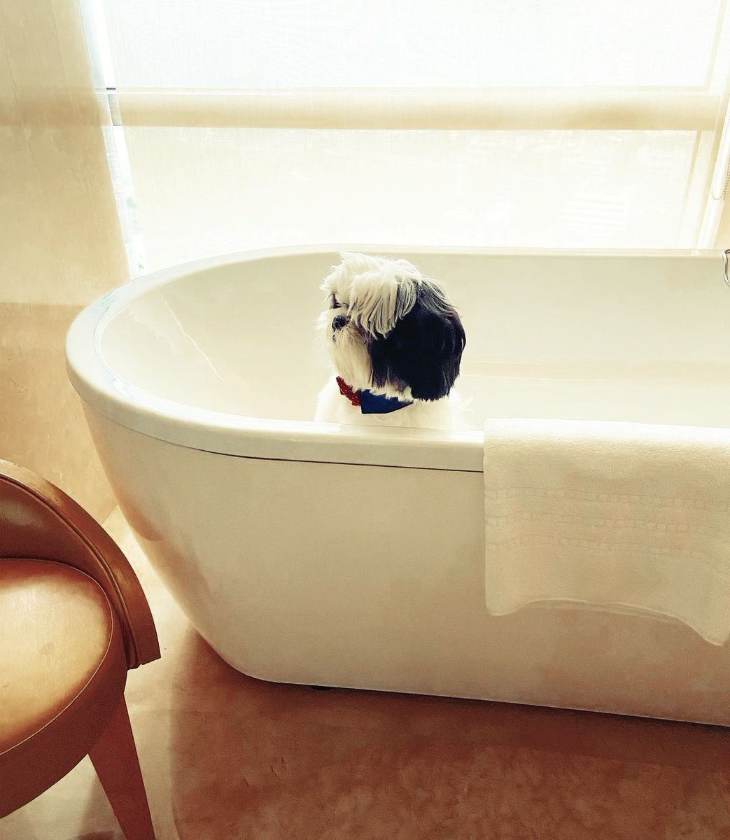 FSMumbai's tweet photo. Bathtubs are fun but who knew our four-legged guests enjoy them too! Have you booked a staycay with your fur baby yet? 🐶
#FSMumbai #FSPets #Staycation #FourSeasons https://t.co/8RM9Ay3kQS