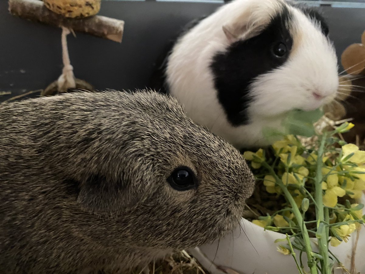 WillowBella3's tweet photo. Good morning Guinea Pigs, rabbits and other small mammals. Breakfast time, purple broccoli leaves and flowers and cabbage leaves. Fresh from the garden. ☀️ #weekend #SaturdayMorning #SaturdayVibes #guineapig #pets #nutrition #breakfast #purplebroccoli https://t.co/RflMLxmdIY