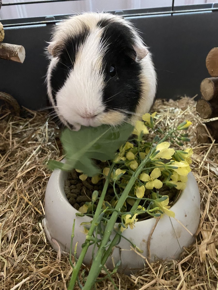 WillowBella3's tweet photo. Good morning Guinea Pigs, rabbits and other small mammals. Breakfast time, purple broccoli leaves and flowers and cabbage leaves. Fresh from the garden. ☀️ #weekend #SaturdayMorning #SaturdayVibes #guineapig #pets #nutrition #breakfast #purplebroccoli https://t.co/RflMLxmdIY