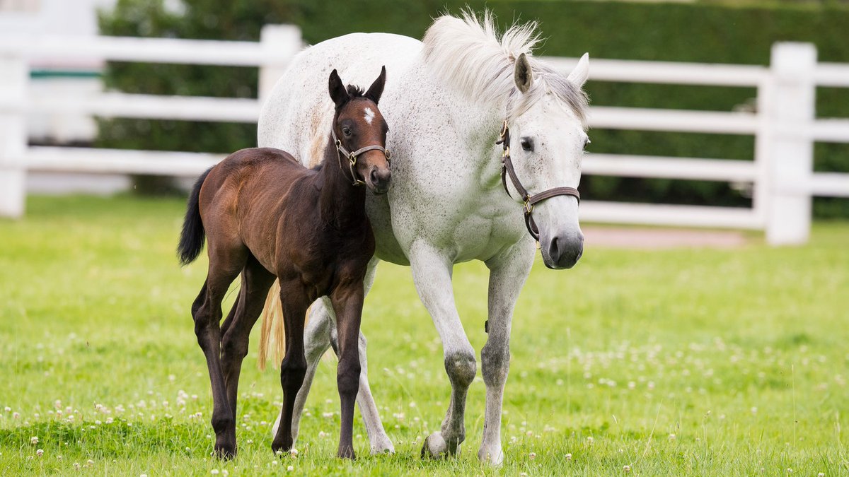 AgaKhanStuds's tweet photo. 🥇 #Rosala won her second race of 2021 this afternoon at Nantes in the Prix du Grand Orgue.
The grey filly (📸 by @FamousPony46 as a foal) is out of Gr.1 winner and Classic-placed #Rosanara https://t.co/PG751aX7y1
