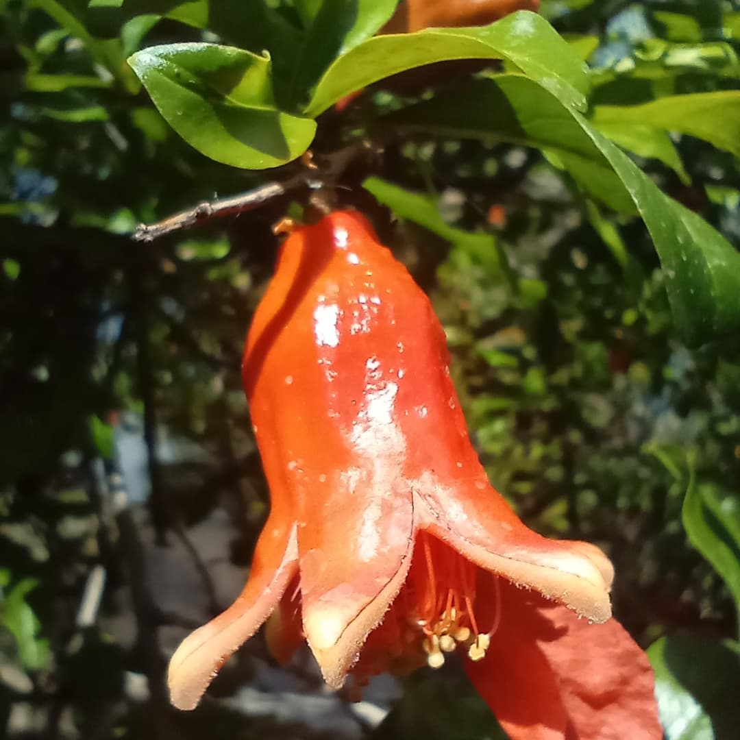 WillkakutiSR's tweet image. #Willkakuti🌞 informa sobre algunas de las propiedades curativas de la #granada .
🏵️Sus semillas son fuente de fibra y de grasas benéficas. 
🏵️Rica en potasio, ayuda a tener control del sodio en la sangre
#programadeautonomiaalimentaria
#plandeemergenciaalimentaria 
#tumunicipio