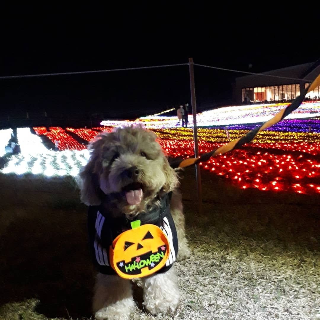 Top Tweets For 犬連れ Twstalker