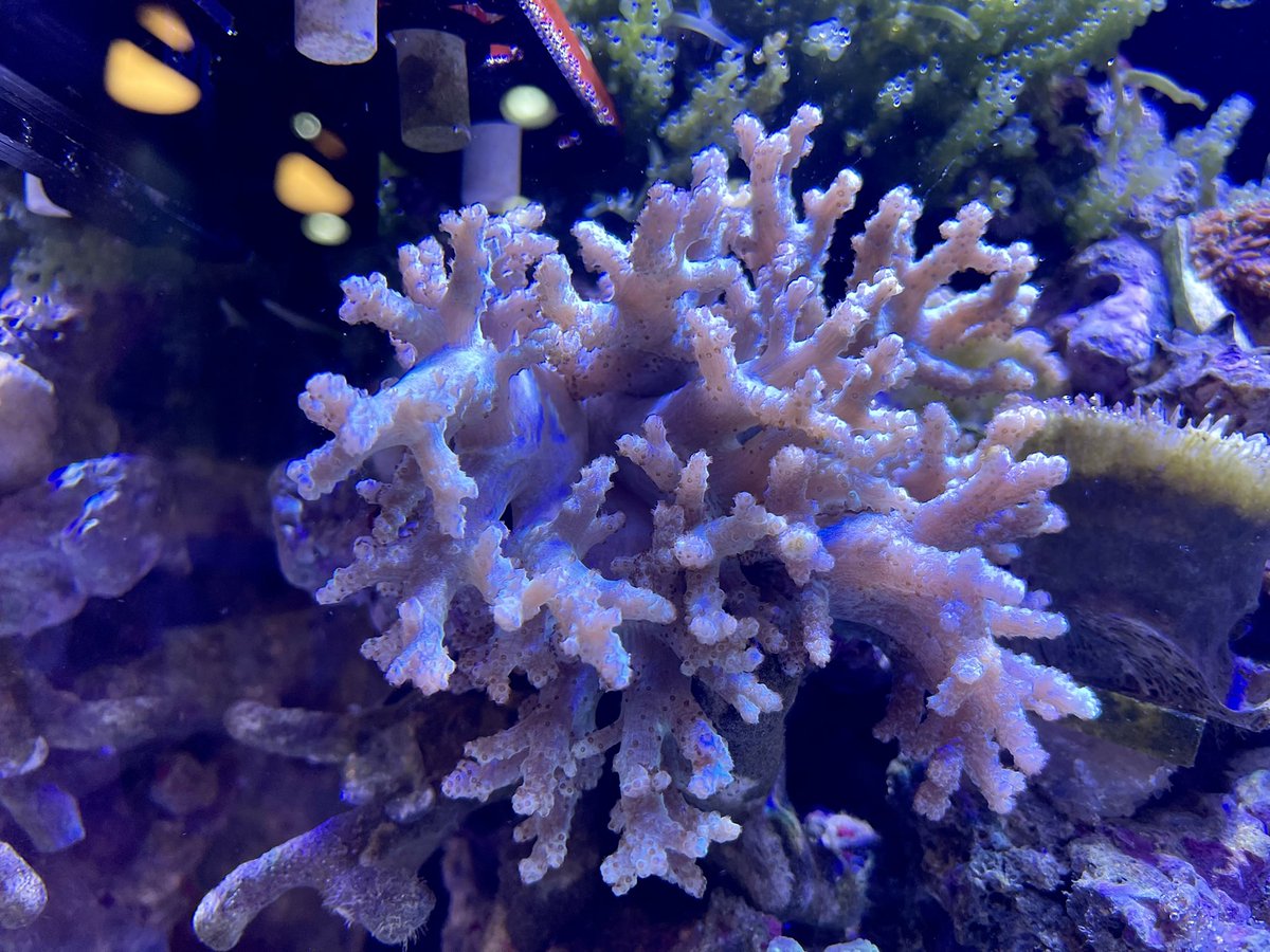 ヤナギカタトサカ Twitter Search Twitter