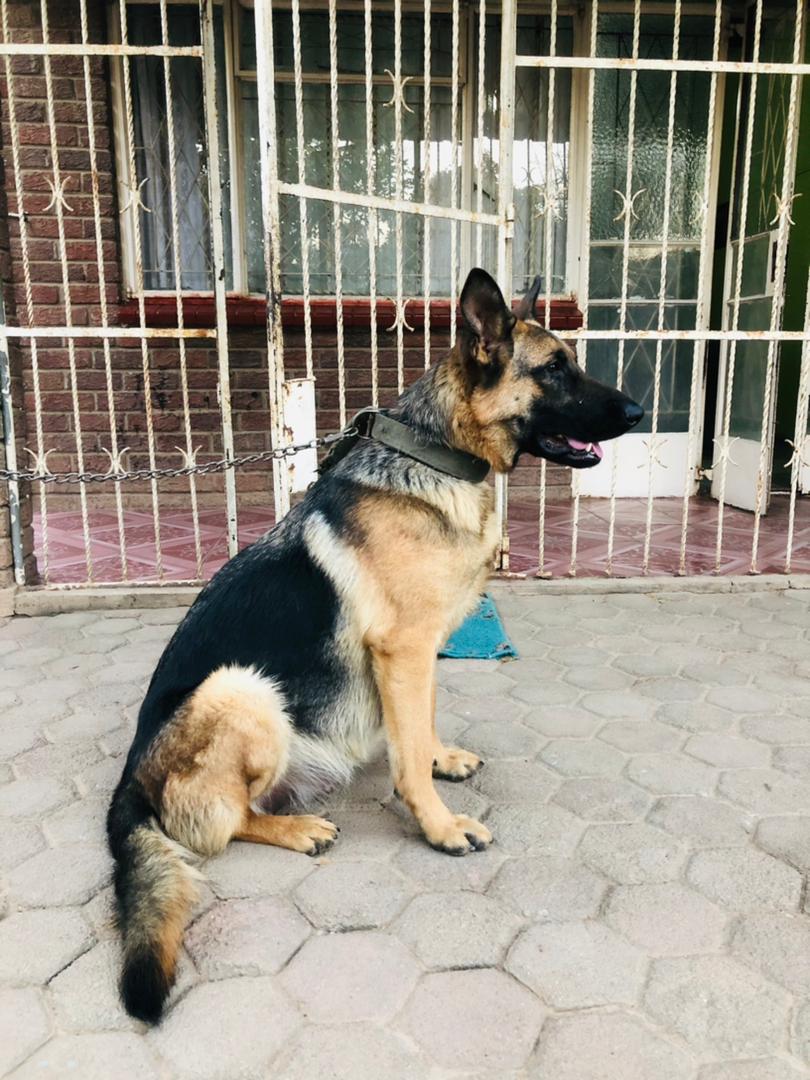 AlphaSec_ZW's tweet photo. Meet Thanos, AlphaSec K9 Unit, our trained K9 leader
Our K-9 unit is manned by exceptionally trained and experienced dog handlers with pedigree German Shepherd guard and patrol dogs. https://t.co/jF40upeomc