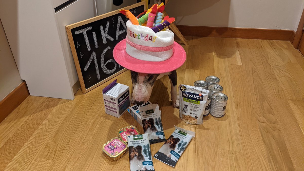 tikitinabt's tweet photo. Happy birthday to me!!!! 16 yo today 🥳🥳🥳🥳👏👏👏👏👏 How many of you are 16 or more years old? #QueenTika #HappyBirthday #BullTerrier #LetsGoBulls 😉 https://t.co/Dm8Icpwq37