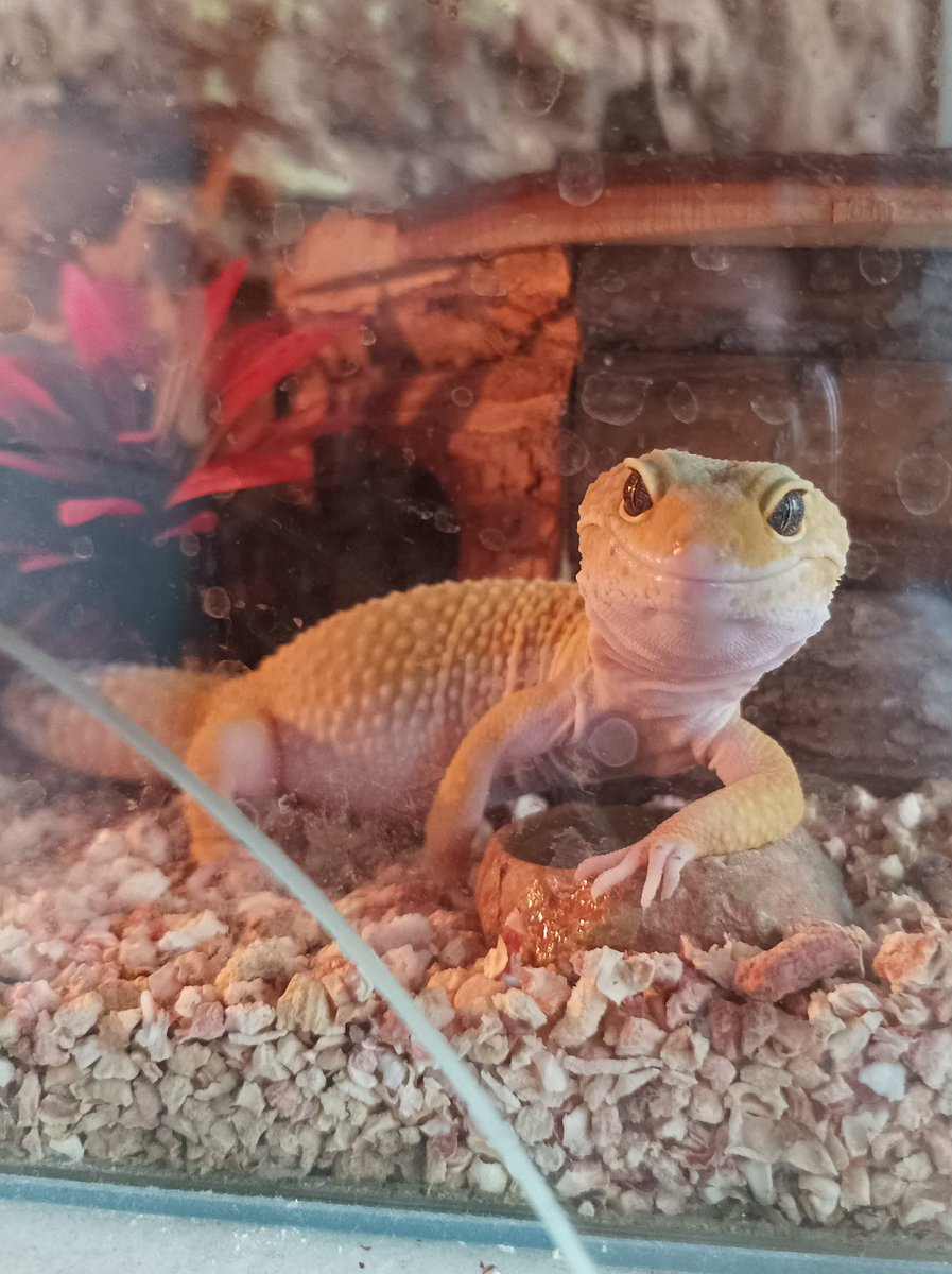 "Nie zjadaj cennego świadka, kretynie"
~Levi Ackermann