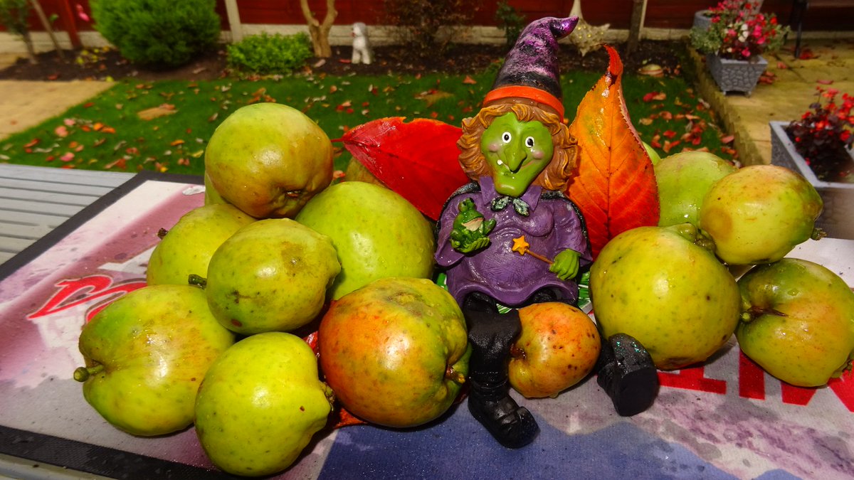 SteveMulville's tweet photo. Had a little mini whirlwind in the #loveyourgarden yesterday afternoon.. #minitornado 🌪️
Blew all the 🍏 apples of my trees..
Nature.. Its good like that..
#DuckApple tomorrow 😉🧙♀️
#halloween2021
#AllHallowsEve https://t.co/ooZTCBEyRy