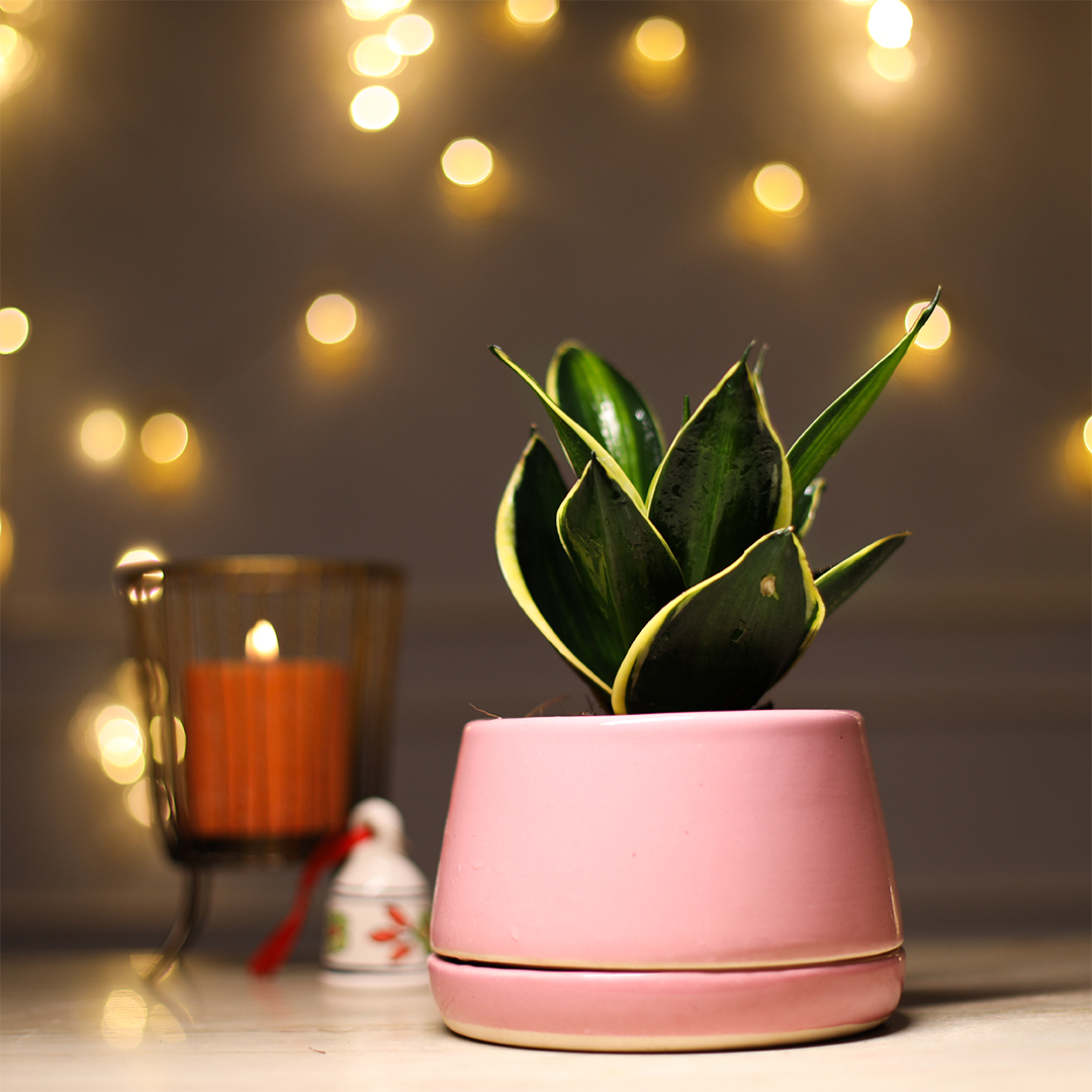 Nurturing_Green's tweet photo. The Snake Plant is one of the best gifts this festive season! 

Send this lovely good luck plant online to your dear ones on this Diwali from Nurturing Green and wish them a very Happy Diwali. Link in bio. 

Product: Snake Plant in Peach Ceramic Pot. https://t.co/oeZoOQFdgs