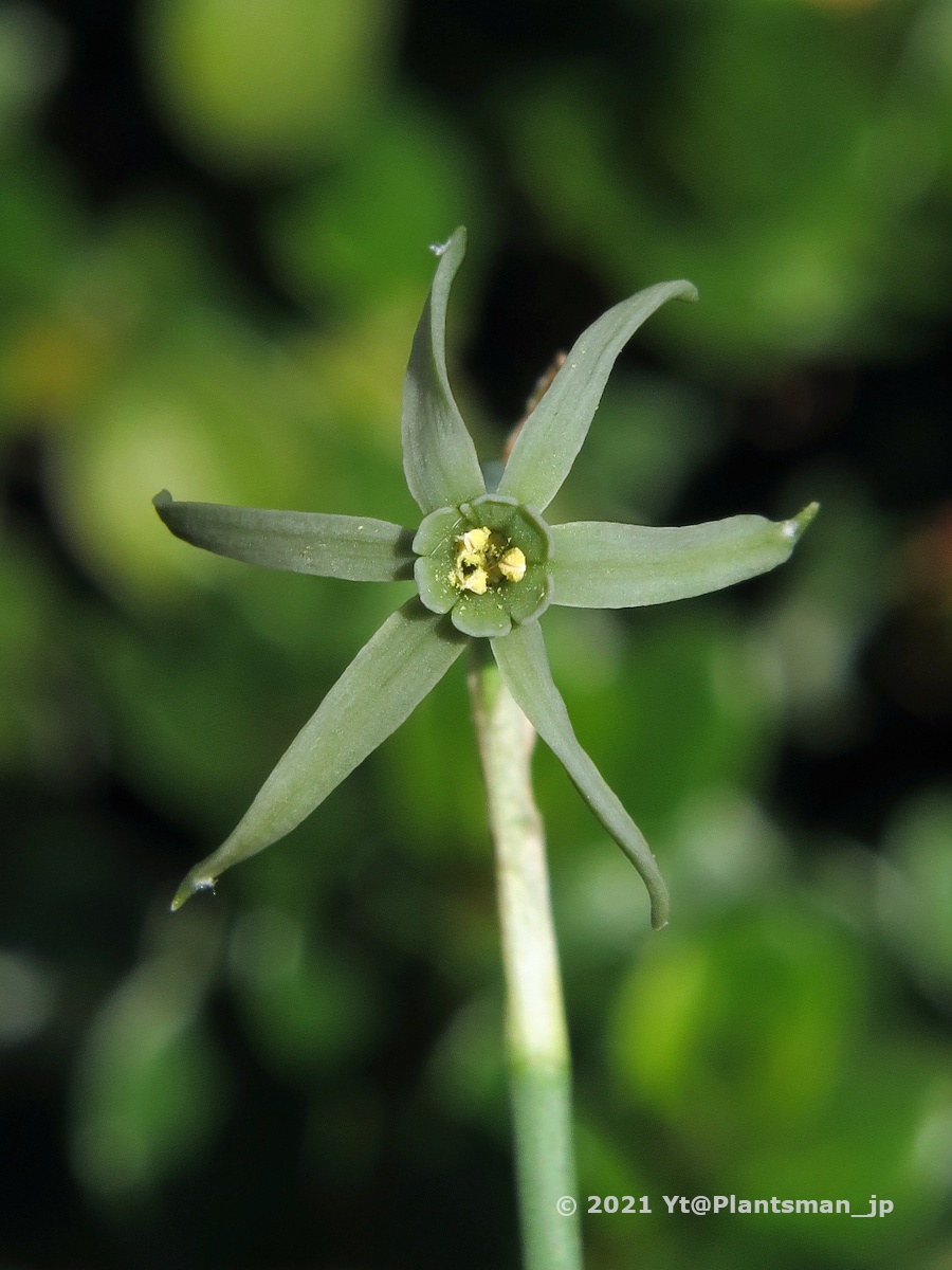 #Narcissus viridiflorus, Spain, Andalucia, Cádiz. R. D. Domínguez coll.
2015年播き。ほぼ放置してて、昨シーズンは播種した9cmポットで初花を咲かせてたので植え替えた。まだ球根に力がないね。
#スイセン #水仙 #daffodils #bulbs #球根 #球根植物 #flowers #花 #植物 #園芸 #ガーデニング