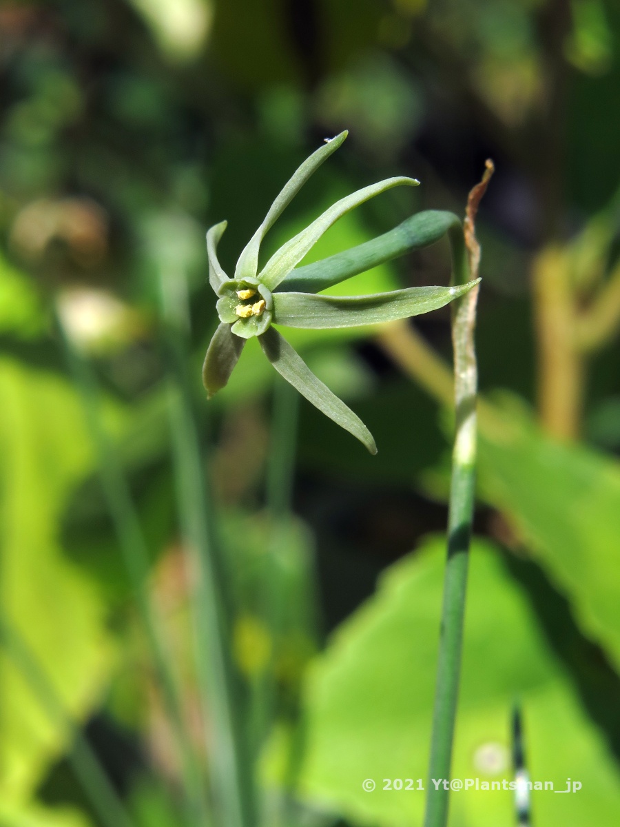 Plantsman_jp's tweet photo. #Narcissus viridiflorus, Spain, Andalucia, Cádiz. R. D. Domínguez coll.
2015年播き。ほぼ放置してて、昨シーズンは播種した9cmポットで初花を咲かせてたので植え替えた。まだ球根に力がないね。
#スイセン #水仙 #daffodils #bulbs #球根 #球根植物 #flowers #花 #植物 #園芸 #ガーデニング https://t.co/Uf1PdNiEKN