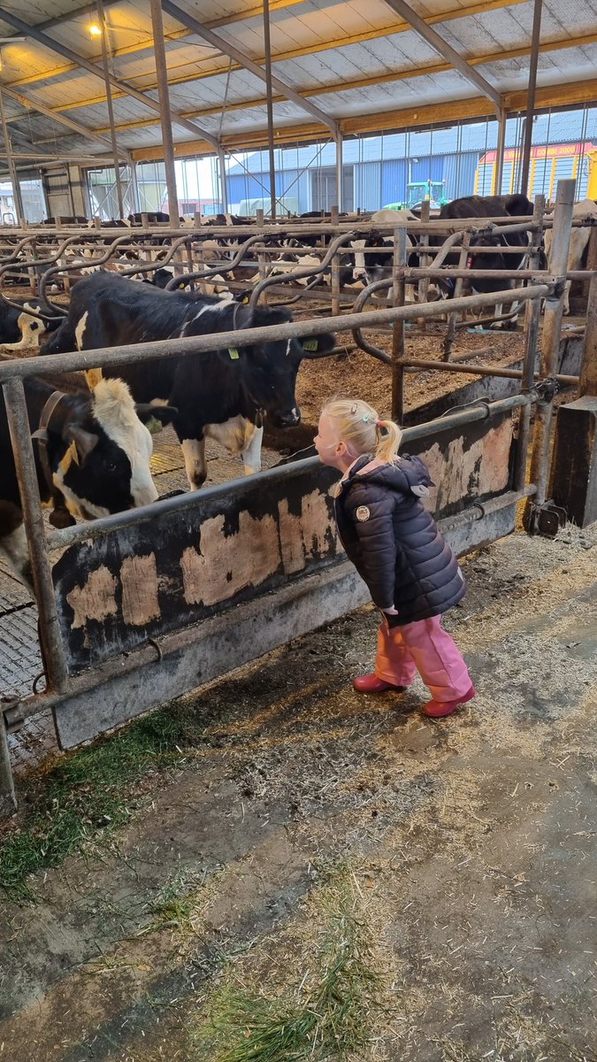 domootto's tweet photo. Even met papa mee ronde lopen. En de directrice weet wat er moet gaan gebeuren 🤣🤣🤣 alle koeien moeten vers gras!!! Boerin in spė en trotse vader. 

#Farming #Farmers #trotseboer https://t.co/eLx7pJmgkF
