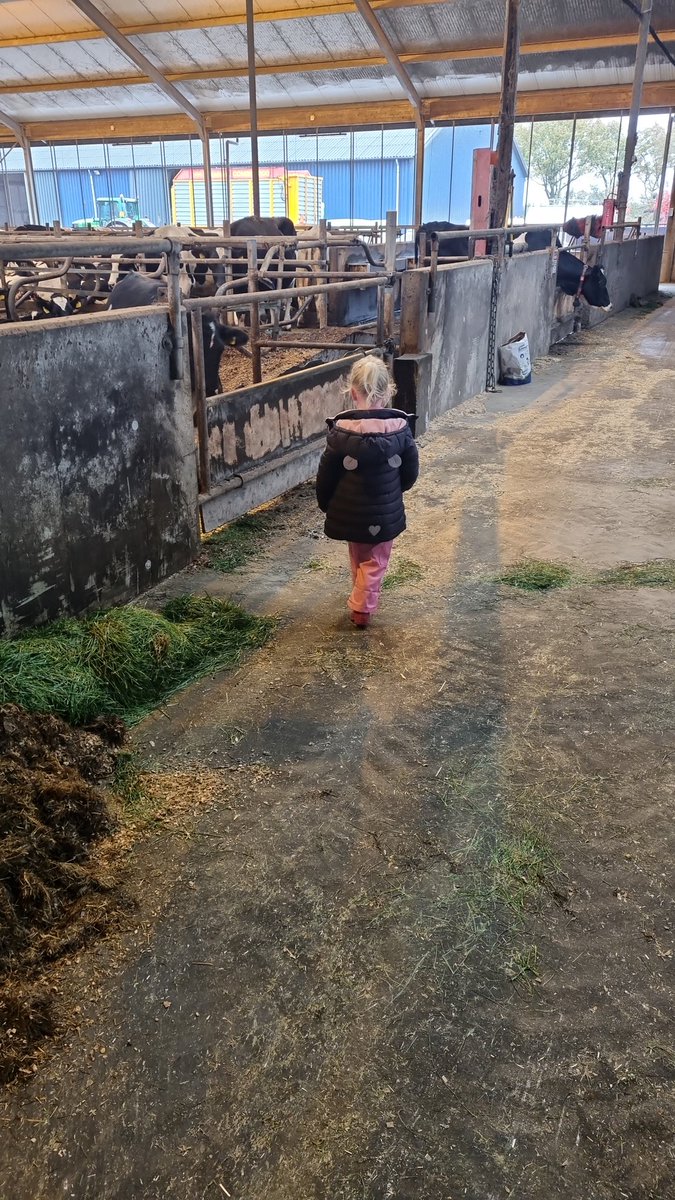 domootto's tweet photo. Even met papa mee ronde lopen. En de directrice weet wat er moet gaan gebeuren 🤣🤣🤣 alle koeien moeten vers gras!!! Boerin in spė en trotse vader. 

#Farming #Farmers #trotseboer https://t.co/eLx7pJmgkF