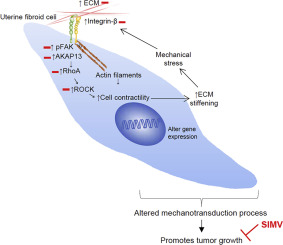 #Simvastatin ameliorates altered mechanotransduction in uterine #leiomyoma cells ow.ly/CMJY50Ca4qE #ObGyn