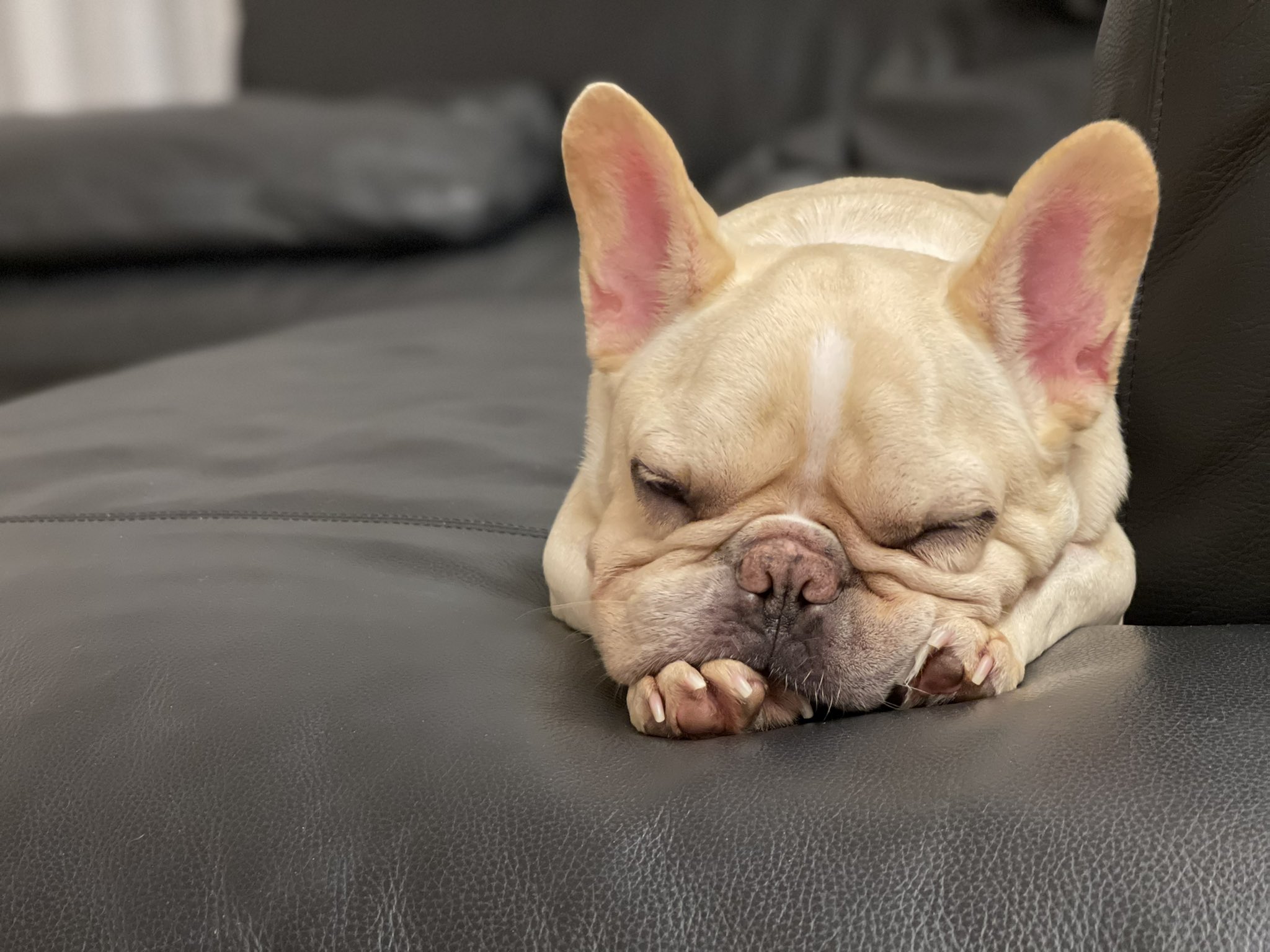 تويتر フレンチブルドッグのアルト على تويتر アルトくん 今日は安定してるね かわいい T Co Bq72s2uhon تويتر フレンチブルドッグのアルト على تويتر アルトくん 今日は安定してるね かわいい T Co Bq72s2uhon