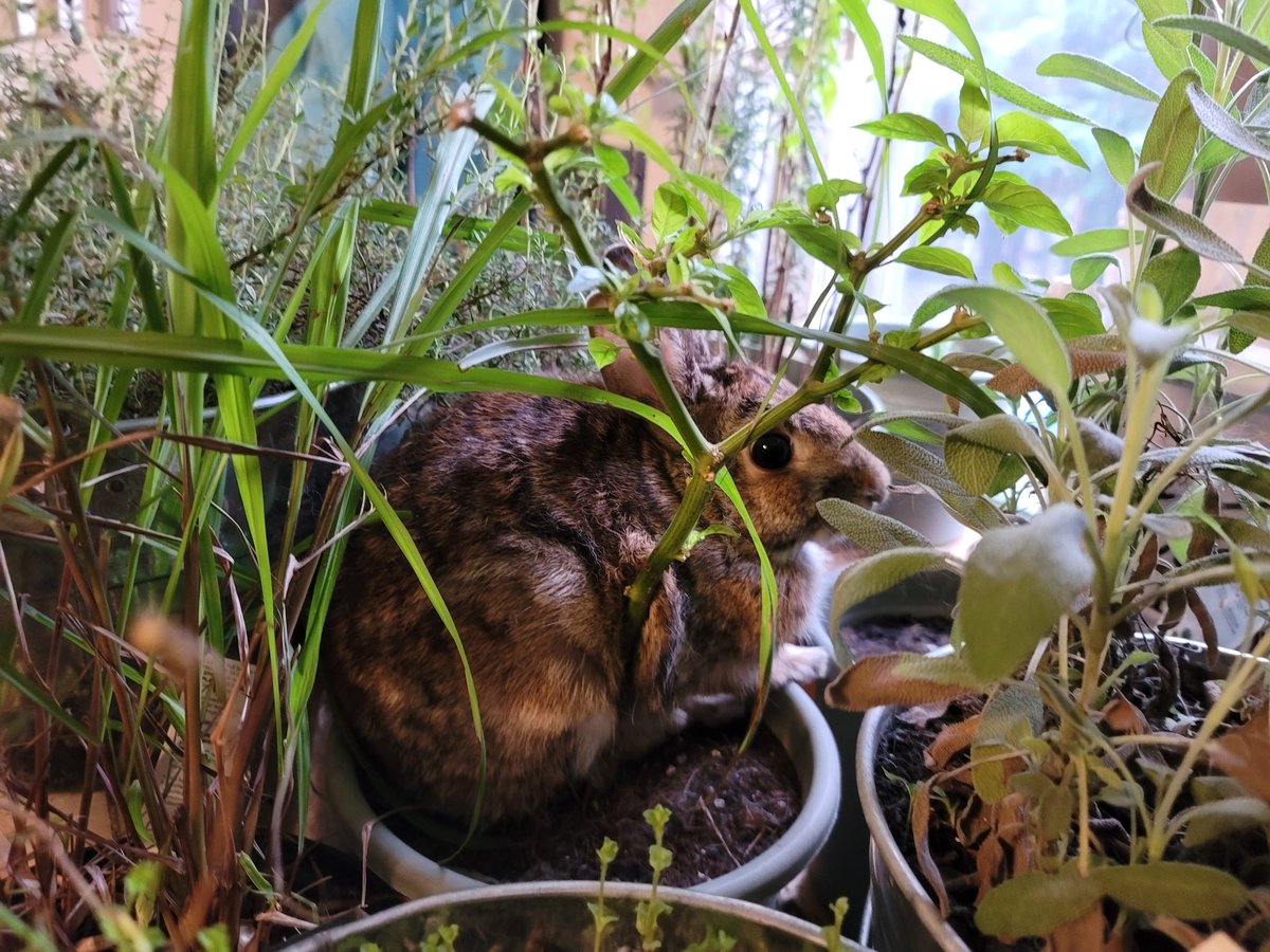 DaryaDashaC's tweet photo. No in-home garden is complete without a chilling hare. #plants #plantober2021 https://t.co/F2RCKi7mK2
