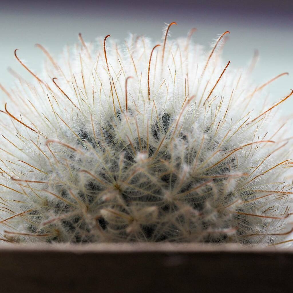 das_plants's tweet photo. Mammillaria pennispinosa
マミラリア・ 陽炎

お気に入りのサボテン🌵 
なんて整った姿形なんでしょう😍
触ると鉤棘に引っかかるんだけど、なんでこんな風なったんだろう🧐 https://t.co/cBu3hh36yG https://t.co/4Y59RgyX5X