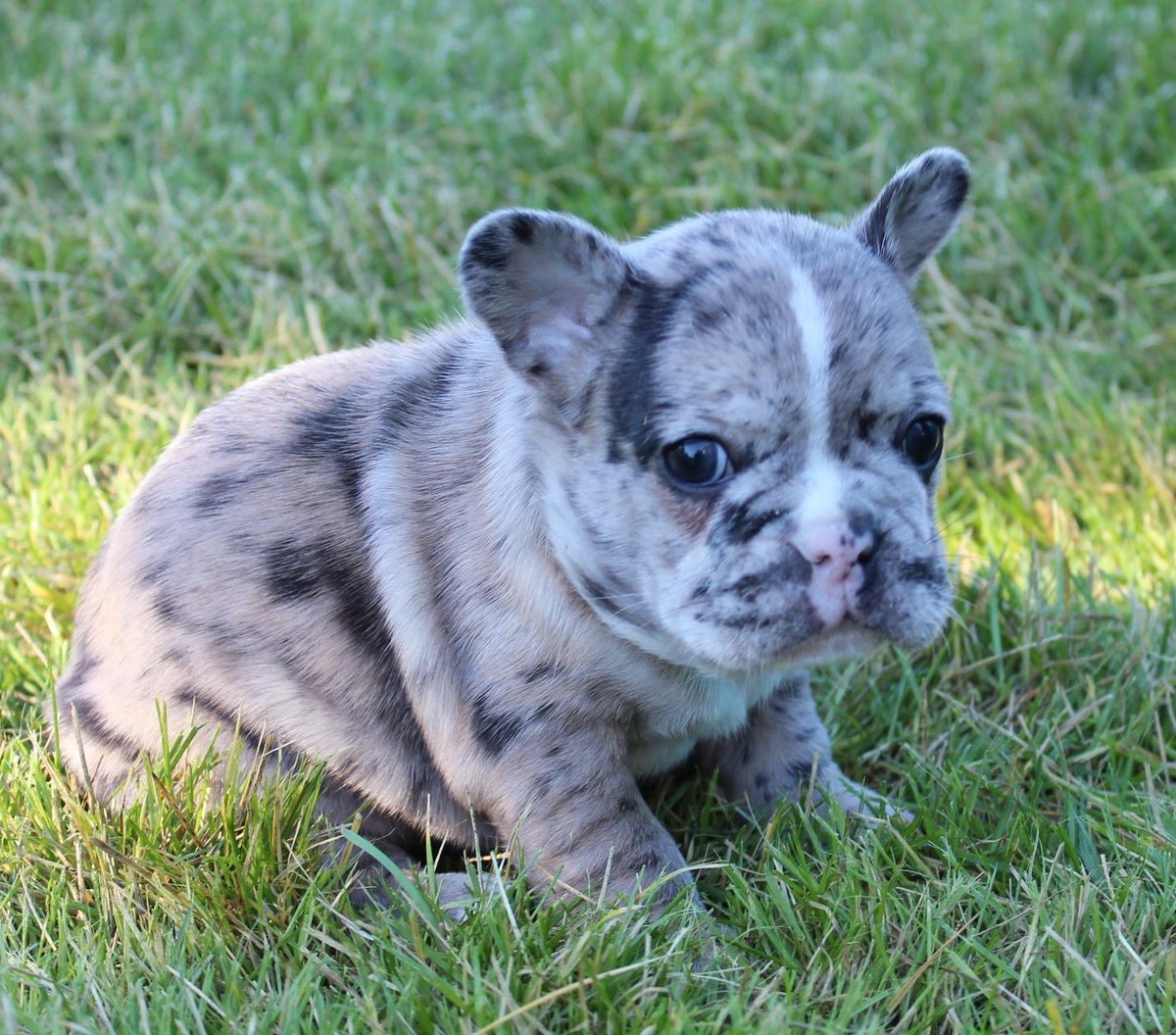 BulldogsPups's tweet photo. Beautiful, Male, Merle, Frenchie!
https://t.co/CeQZfj0dya

#frenchbulldogs https://t.co/AqDTOyfo7v