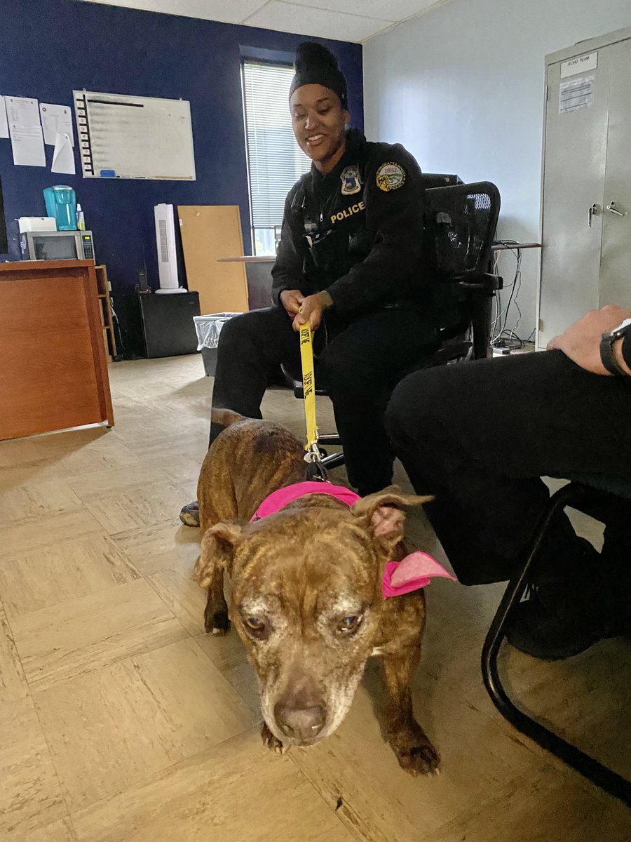 ChattanoogaPD's tweet photo. Magic is hoping today is a magical day &amp; finds her forever home. This 9-yr-old Staffy-mix loves ALL people, a bit more finicky w/ other dogs, though. We had a great day with Magic at #ChattPD &amp; would love to see her find a family. She's been at @McKameyCenter for nearly a year! https://t.co/sUkMs0V0Yj