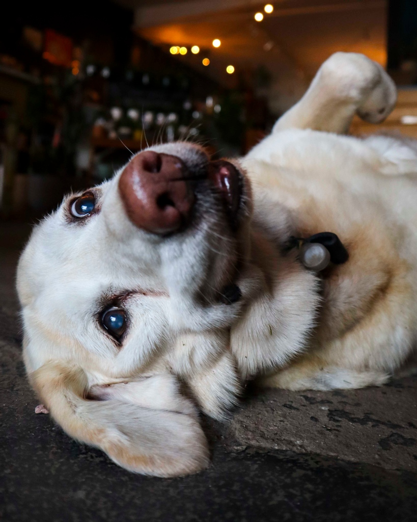Plantshopyyc's tweet photo. What to expect when you enter the shop, in three pics ๐ถ
#Lake #ShopDogLife #Snoot #PlantShop #PlantShopYYC #PlantsForThePeople https://t.co/9s7RJgZuhW
