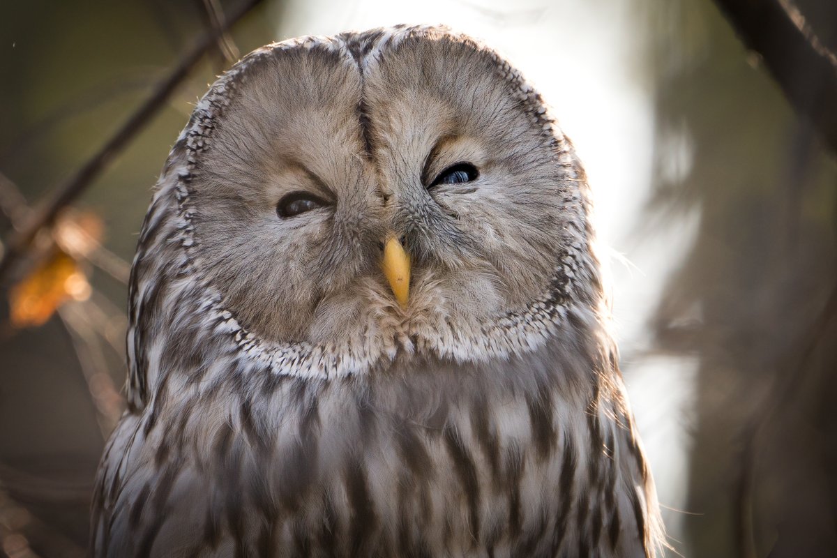 Šodien Ķengaragā nobildēju vienu urālpūci. Lielākā atzinība milzīgajam vārnu baram, kas ķērcot ļāva man saprast, ka tuvumā ir kāds plēsīgs putns. Kādu laiciņu pastāvēju un pabildēju no droša attāluma. Vārnas mani redzot aizlaidās un pūce varēja netraucēti pasnauduļot. Win-win 🙂