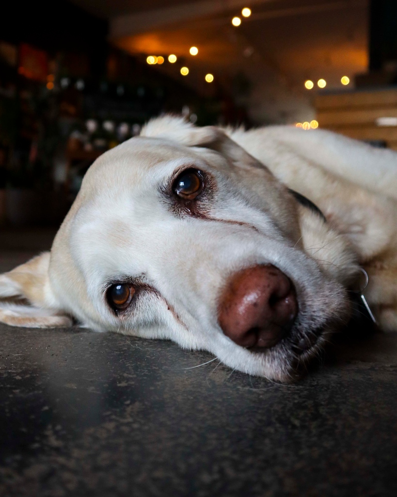 Plantshopyyc's tweet photo. What to expect when you enter the shop, in three pics ๐ถ
#Lake #ShopDogLife #Snoot #PlantShop #PlantShopYYC #PlantsForThePeople https://t.co/9s7RJgZuhW