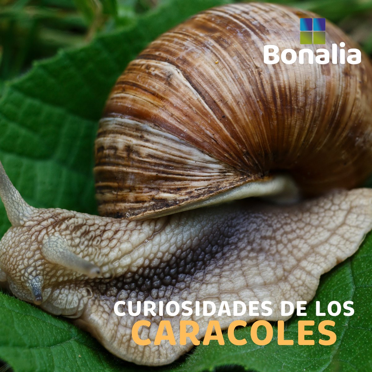 BonaliaEco's tweet photo. ¿Sabes cómo se desplazan los caracoles?🍀👍 Aunque no tienen patas, los caracoles se desplazan gracias a un pie muscular que con base en movimientos ondulatorios, permite al caracol ir de un lugar a otro. https://t.co/wTglzuvcC4