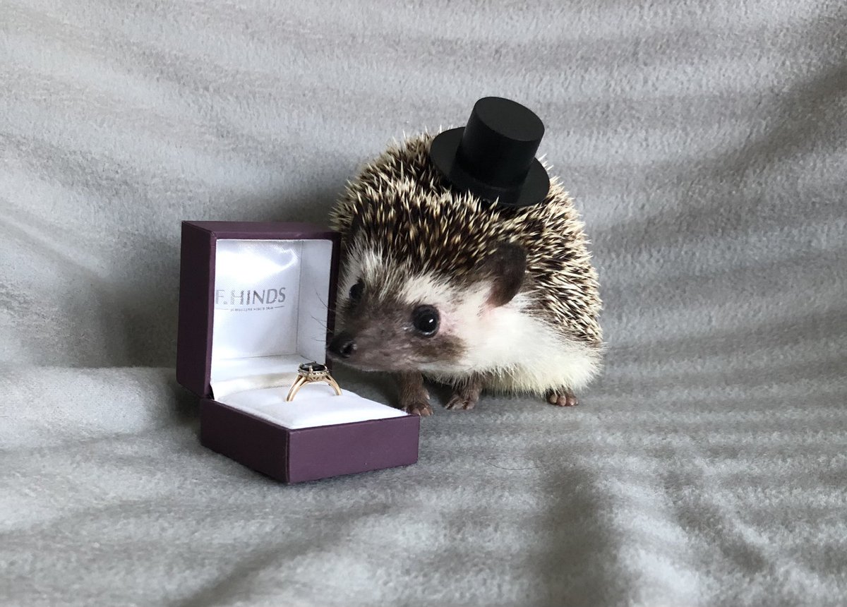 sarah_buddery's tweet photo. Can finally share this photo now the wedding has happened! This dapper little gentleman managed to steal the show, even when he wasn’t there 🥺
#TPForever🦔❤️ #BuddWhiteWedding https://t.co/NcAvMEYMsz