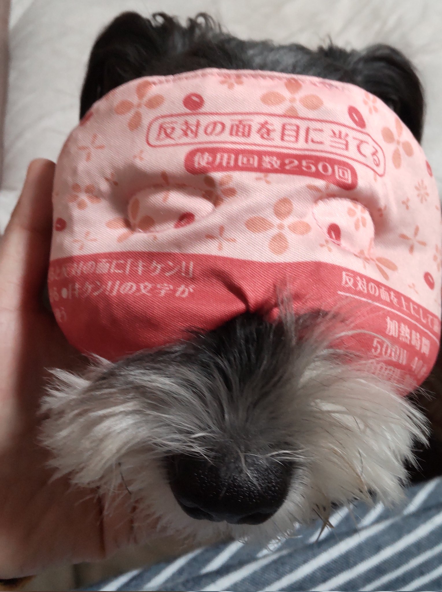 あずきのチカラ Twitter Search Twitter