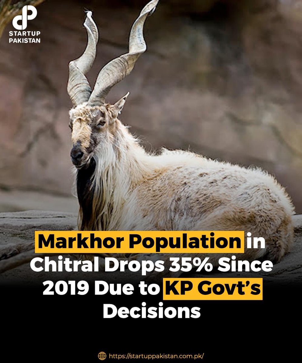 MazharAzadii's tweet photo. The population of Markhor reached an all-time high at 2,868 in 2019 after which under the PTI govt the local watchers’ and staffers salaries were stopped and there has been a dramatic decline in the population of the coveted animal. @PTIofficial is destroying everything. https://t.co/MTQ5LZhEIa