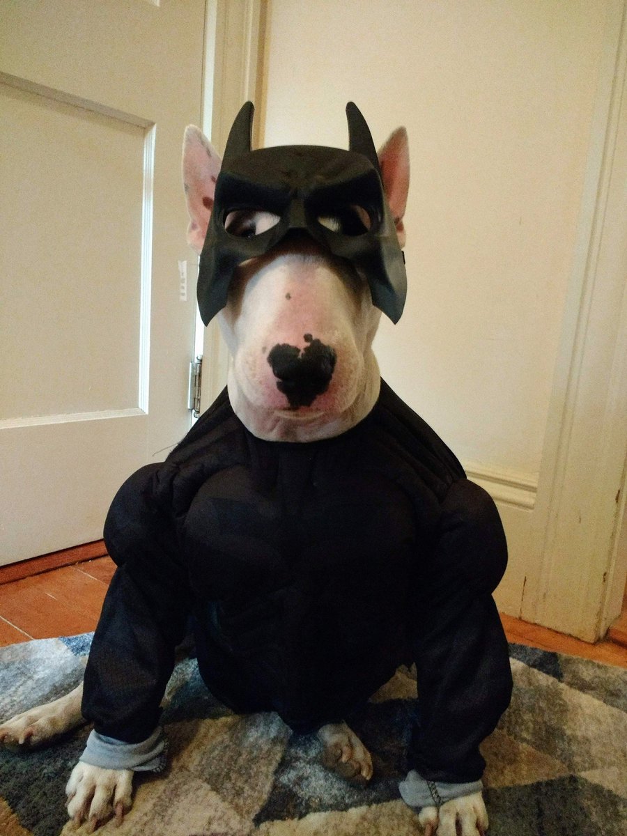 The Dark Knight
#Halloween #halloweencostume #dogsinHalloweenCostumes #dogcostumes
