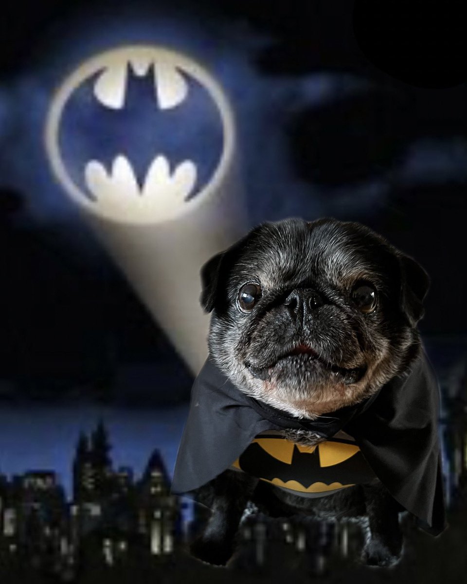 HemingwayThepug's tweet photo. This city needs me 🦇
#hemingway #Halloween #dogsoftwitter #pug https://t.co/Yu2fQfSwJ6