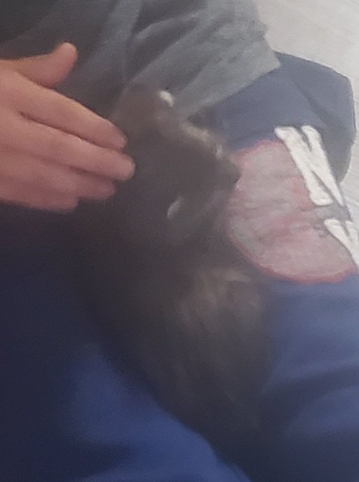 YesMissCandy's tweet photo. My father found 2 little babies this morning in a box, on the train tracks.... so now he has 2 new fuzzies..

My list is full things the babies need ❤ so, you can drain your account for a good reason 💁‍♀️😂😂
Or just send a Am@x0n GC to me, and ill buy the girls stuff 😻 https://t.co/nyyDjMTm2b