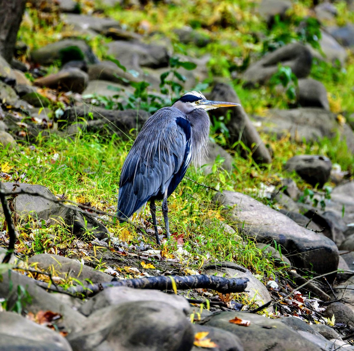 vdstaff58's tweet photo. Was at the #Dunglen boat launch and had a visitor,#GreatBlueHerron @NewRiverNPS @nikon_norm @OurFordStore @MissChrissa102 @SpencerWeather #NRG #Riverview  🎃👍👍🍁🍂🥀🍃 https://t.co/P19gLdDQii