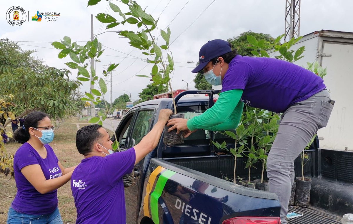 MuniSPS0501's tweet photo. Por una #SanPedroSula #MásVerde💚 continuamos reforestando varios distritos de la ciudad. 🌱🌲🌳

Este #Sábado #30Octubre los equipos municipales y #Voluntarios de la Agencia Naviera #Guticia, plantaron 150 #Árboles de macuelizo enano en el segundo anillo de circunvalación. https://t.co/h7vjzkmSuV