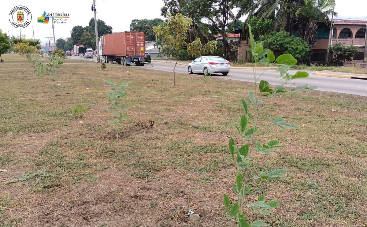 MuniSPS0501's tweet photo. Por una #SanPedroSula #MásVerde💚 continuamos reforestando varios distritos de la ciudad. 🌱🌲🌳

Este #Sábado #30Octubre los equipos municipales y #Voluntarios de la Agencia Naviera #Guticia, plantaron 150 #Árboles de macuelizo enano en el segundo anillo de circunvalación. https://t.co/h7vjzkmSuV