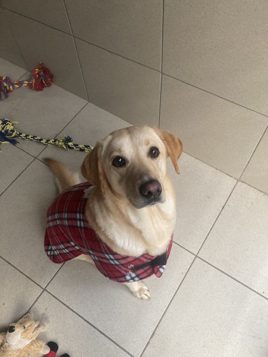 AdoptionsUk's tweet photo. PLEASE RETWEET STRAY DOG FOUND
Female, Labrador, 3 years approx. 
Found in #Bridgend #Wales 🏴󠁧󠁢󠁷󠁬󠁳󠁿
Currently doing her 7 days at Hope Rescue, #Llanharan.
If this is your dog, please call the Centre on 01443 226659. @HopeRescue 
#dogs #labrador #pets #animals #England #Scotland https://t.co/VRB1awq6dz