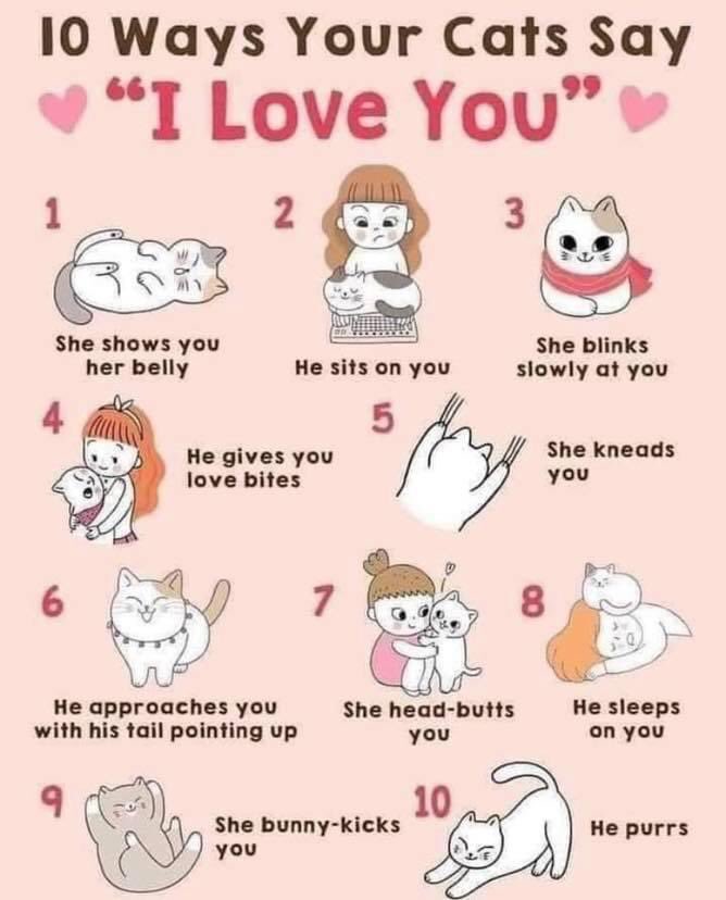 FOSTERFIRST1's tweet image. #CatsOfTwitter #FosterFirst 🐾💚