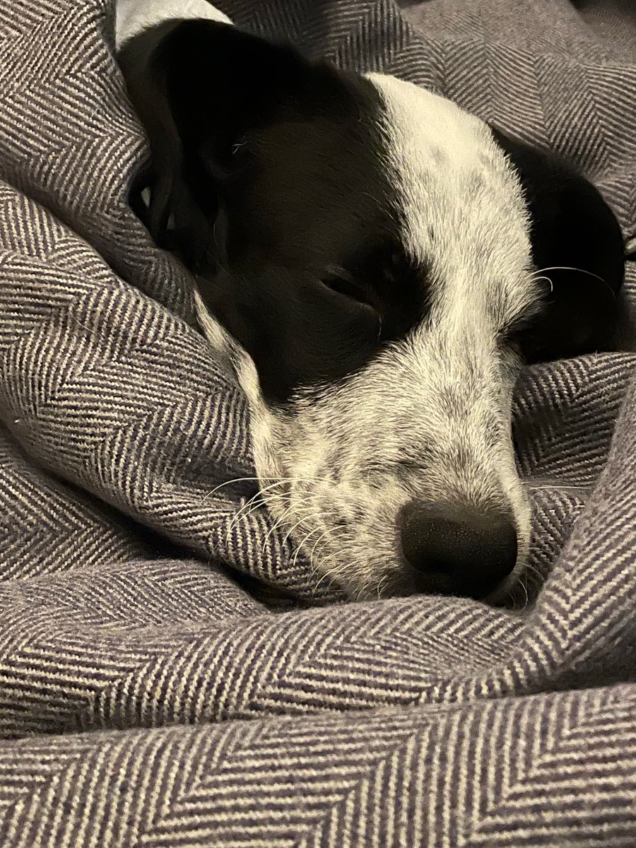 JimmyBov's tweet photo. @lordsandlabs Panda loves his new blankets #happypuppy #cosypup #lordsandlabradors https://t.co/0JS08acKk1