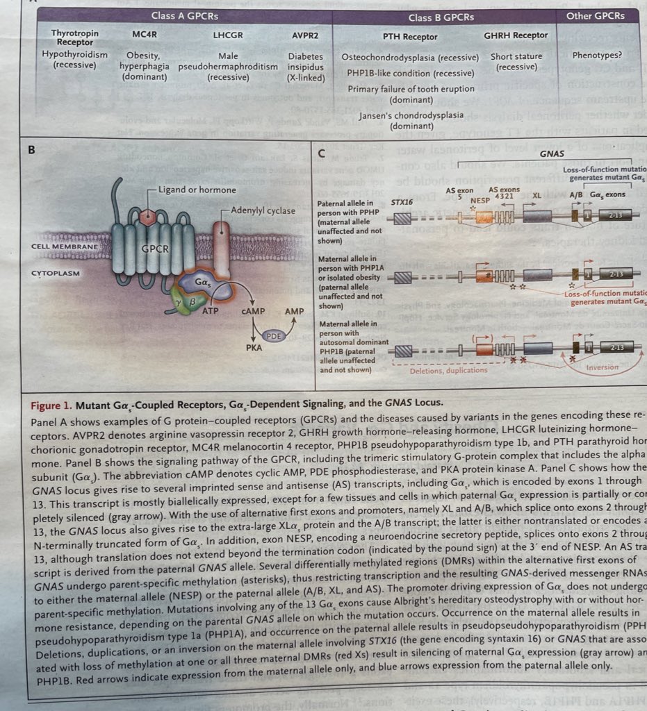 urenatorres1's tweet photo. @Inserm @7250936ab5b4450 @InstitutCochin @CRCordeliers @FederationAFD @Univ_Paris We should also read this éditorial from Harald Juppner…impressive, inspiring and linking GCRP, as the PTHR1, with obesity. https://t.co/okOOEvlNcI