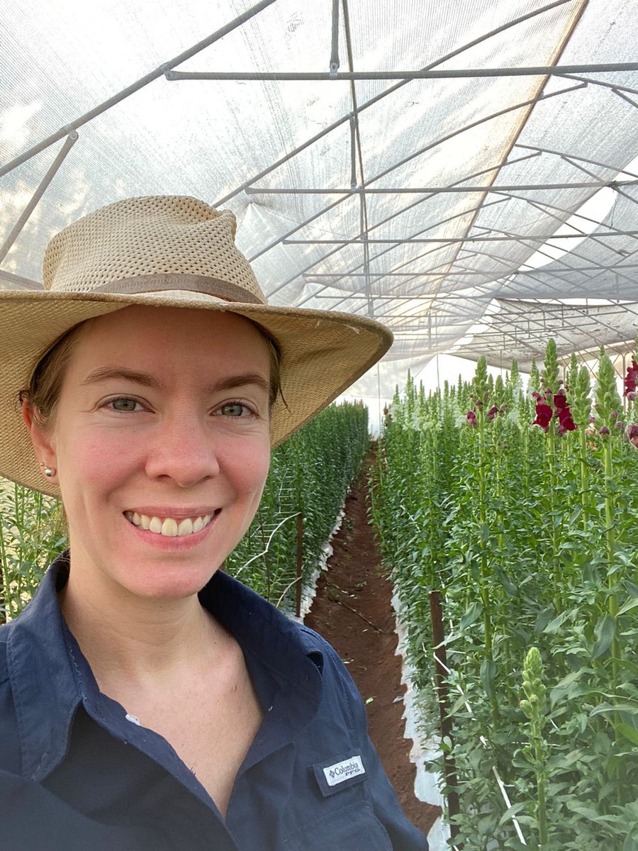 NaomiBurr's tweet photo. PRODUCCIÓN NACIONAL 🇵🇾 💐 La Ing Agr. @sofioddo y vice presidenta de la CAFAP (camara Floricola del Py) Es Productora de flores de corte en el Dpto de Cordillera, Itacurubi, estas bellezas se producen en nuestro país👇🏻 https://t.co/yAd1FBUoyI