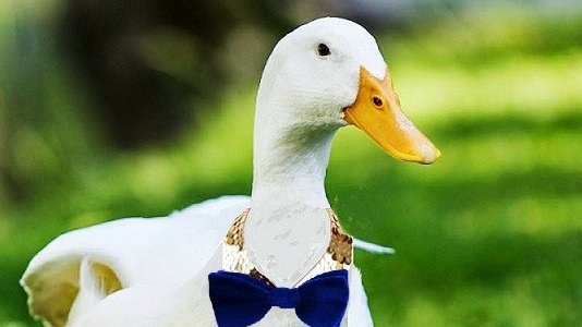 MonkeyG35955152's tweet image. calma que dps eu coloco um tweet bom :D