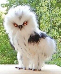 HELLANBIGLOVE's tweet photo. 💗 ANOTHER SOOOOOOOOO
FLUFFY &amp; FUZZY #OWL I COULD CUDDLE IT FOREVER 💗 #cute #Birds 
#photo #CLIMATE #NaturePhotography #nature #CUTABILITY factor 💯 = % https://t.co/Z07LxdrQWs