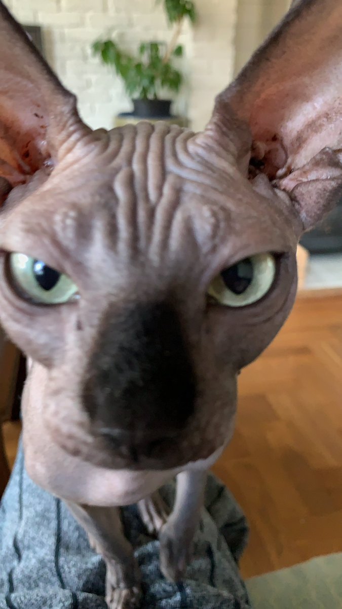 huiskamp's tweet photo. @pittige_kitten Ik heb een blote poes… zien? https://t.co/xvzBlkh6yN
